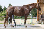 horse takes shower