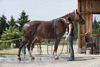 horse takes shower