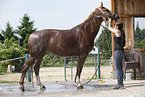 horse takes shower