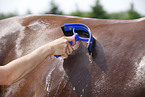 horse takes shower