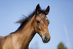 foal portrait