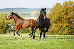 horses