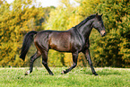 trotting horse