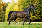 trotting horse