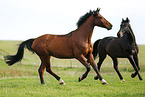 horses