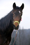 yearling portrait