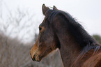 yearling portrait