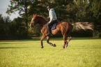 man rides German Sport Horse