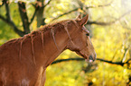 German Sport Horse Portrait