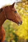 German Sport Horse Portrait