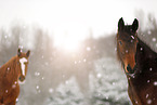 horses in snow flurries