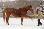 woman with german sport horse