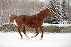 German Sport Horse in driving snow