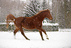 German Sport Horse in driving snow