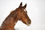 German Sport Horse in driving snow