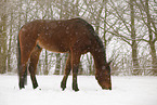 brown horse in driving snow