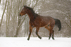 brown horse in driving snow