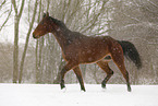 brown horse in driving snow