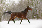 brown horse in driving snow