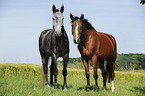 2 horses