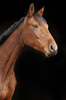 German Sport Horse Portrait