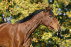 German Sport Horse Portrait