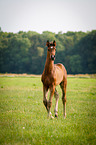 German Riding Horse Foal