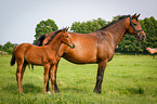 mare with foal