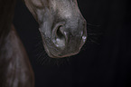 horse mouth