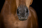 horse mouth