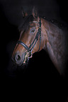 German Sport Horse portrait