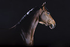 German Sport Horse in studio