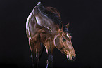 German Sport Horse in studio