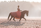 woman and German Sport Horse