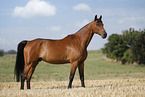 German Sport Horse gelding