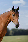 German Sport Horse gelding