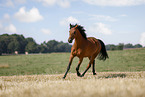 German Sport Horse gelding