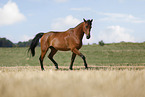 German Sport Horse gelding