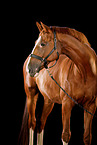 German Sport Horse in studio