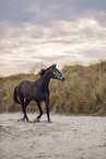 German Sport Horse mare