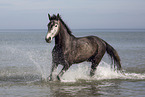 German Sport Horse mare