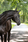 German Sport Horse