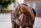 German Sport Horse