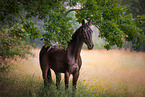 German Sport Horse