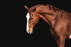German Sport Horse