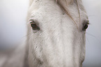 German Sport Horse