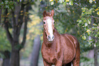 German Sport Horse