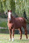 German Sport Horse