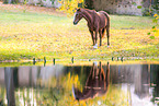 German Sport Horse