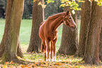 German Sport Horse